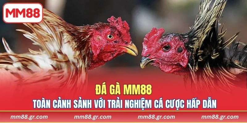 Toàn cảnh sảnh với trải nghiệm cá cược hấp dẫn